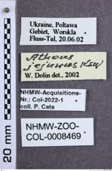Etiketten zu Athous jejunus (Kiesenwetter, 1858) (NHMW-ZOO-COL-0008469)